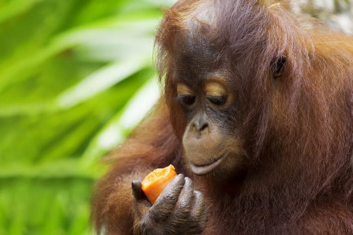Boat ride to the Orang Utan Rehabilitation Centre and transfer to Sandakan thumbnail
