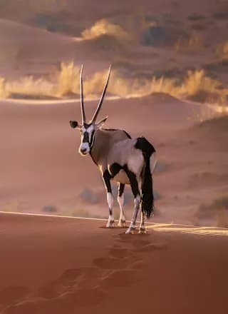 Desert road trip and Big Five